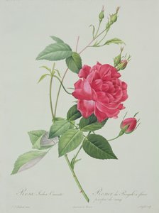 Rosa indica cruenta (rosa del Bengala rosso sangue), incisa da Langlois, da 